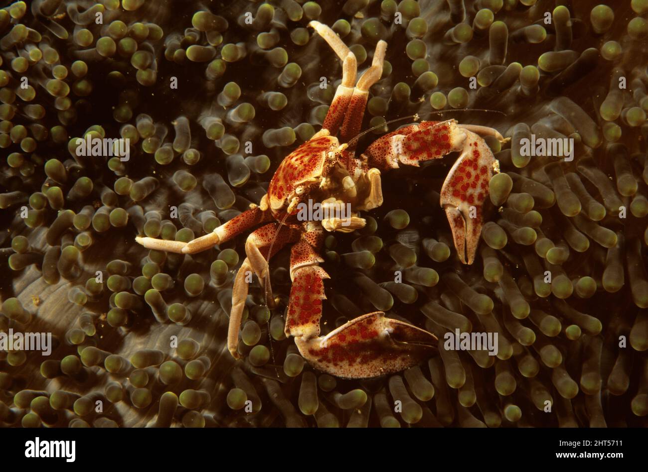 Anemone crab (Neopetrolisthes ohshimai), lives within tentacles of stinging anemones (a coating of mucus renders it impervious to anemones' stings). Stock Photo