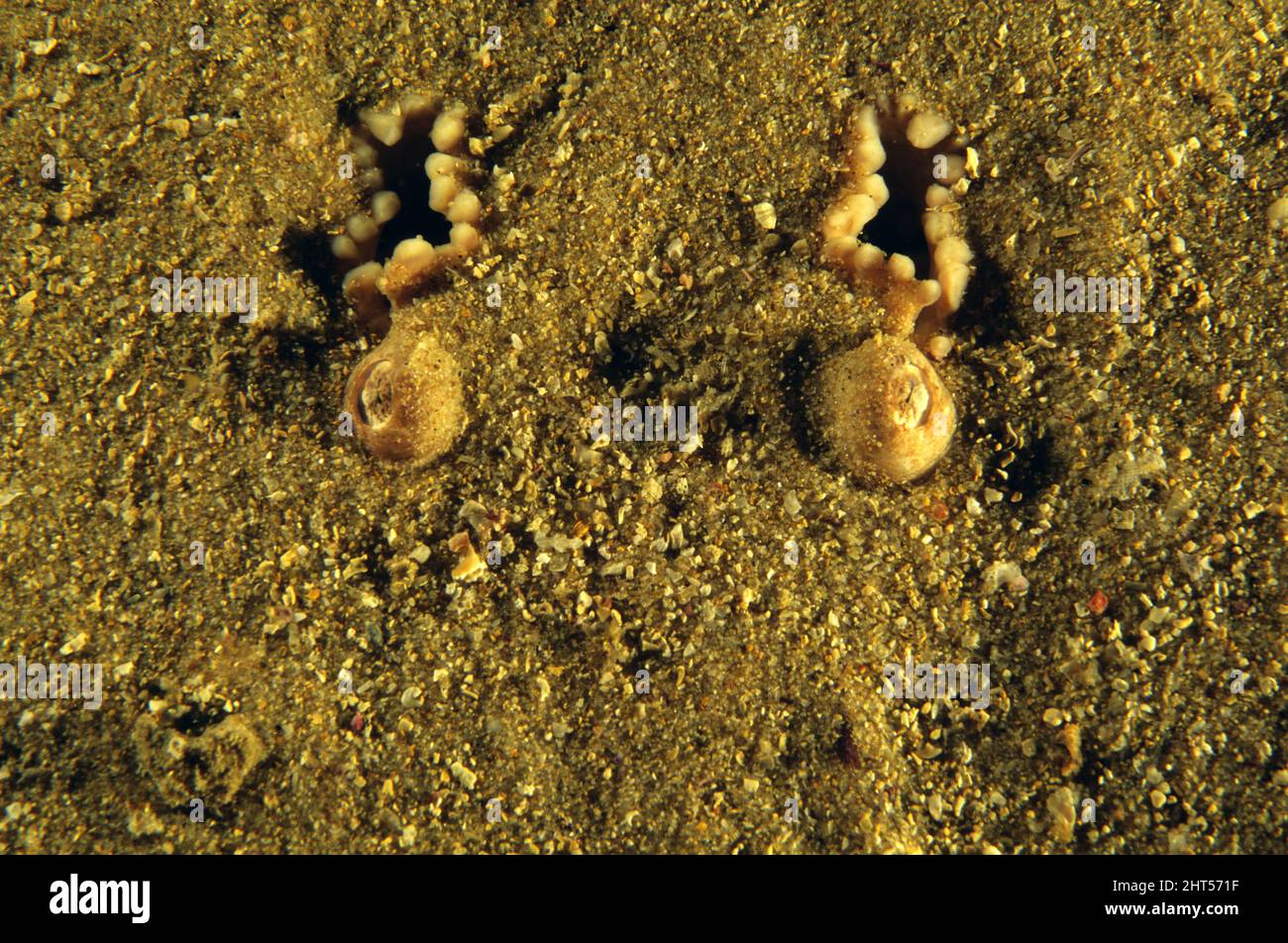 Mumb Fish Numbfish (Hypnos monopterygius), eyes and gills protruding from sand ...