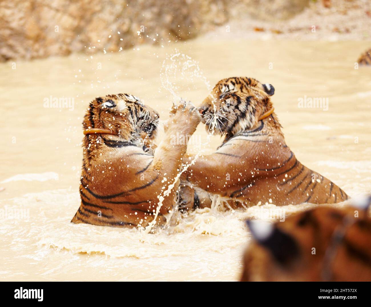 Two Indochinese tigers fighting playfully in the water. Playful Indochinese tigers fighting in the water. Stock Photo