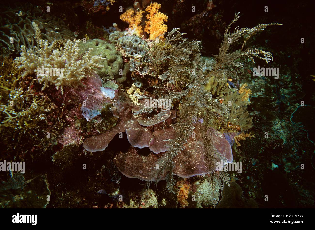 Feather stars, hydroids, orange soft corals and brown ‘Elephant ear’ sponges. Manado, Indonesia Stock Photo
