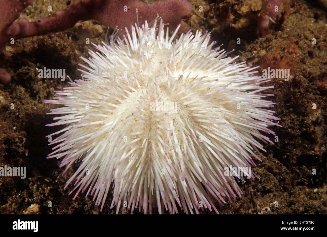 Pebble collector urchin (Pseudoboletia indiana), covers itself with pieces of shell and other fragments. Sydney Harbour, New South Wales, Australia Stock Photo
