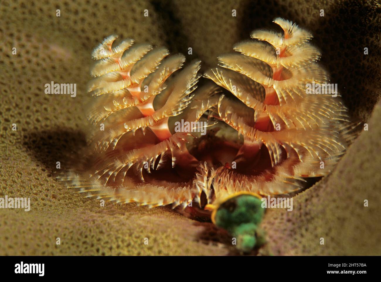 Christmas tree worms (Spirobranchus giganteus), showing green ‘trap door’ or operculum. Manado, Indonesia Stock Photo