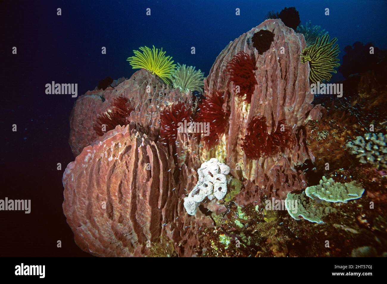 Barrel sponges (Xestospongia sp.), group of large sponges, crowned with Feather stars. Stock Photo