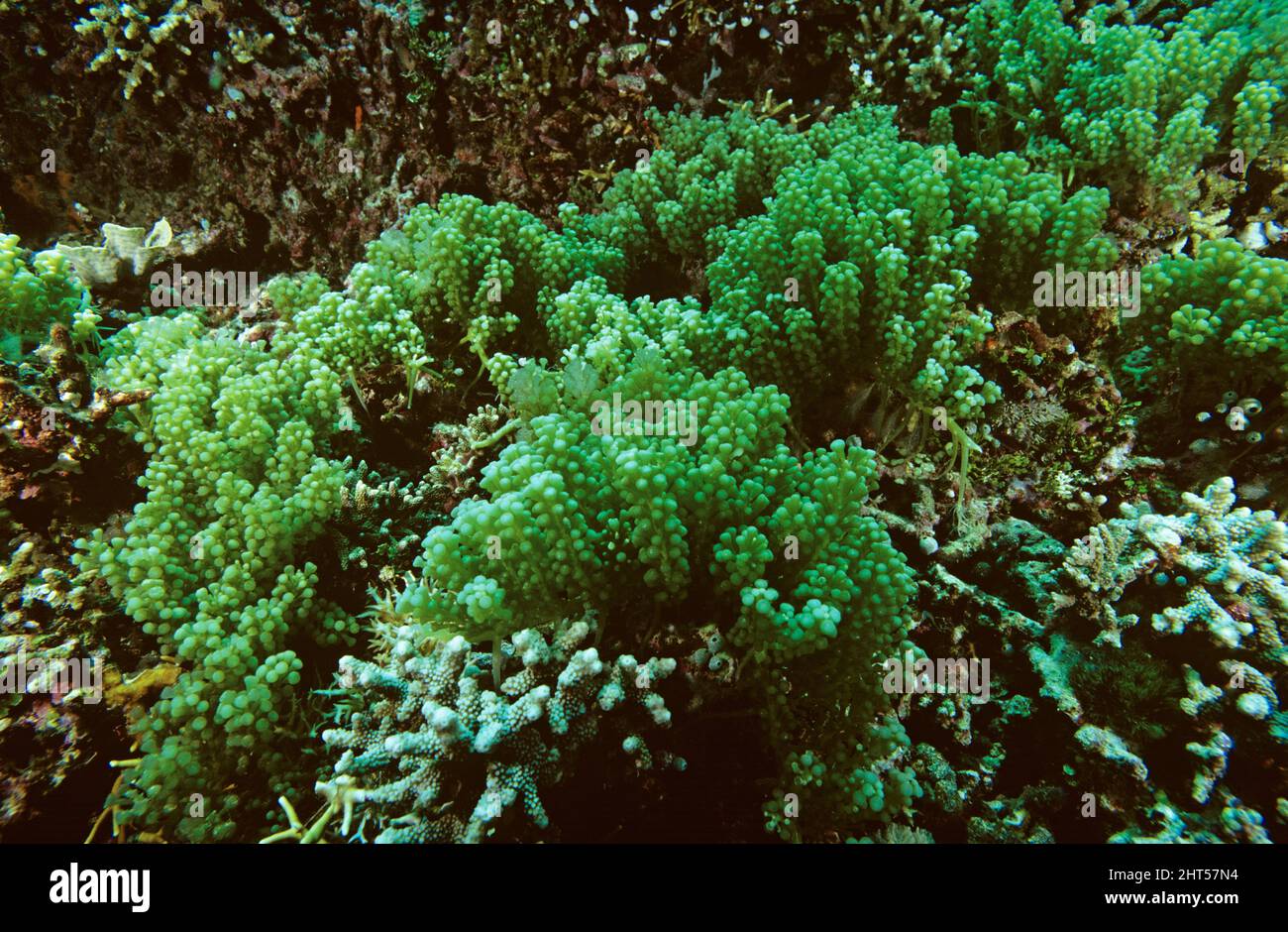 Grape weed encrusting coral reef Caulerpa racemosa; Chlorophyta Manado, Indonesia Stock Photo