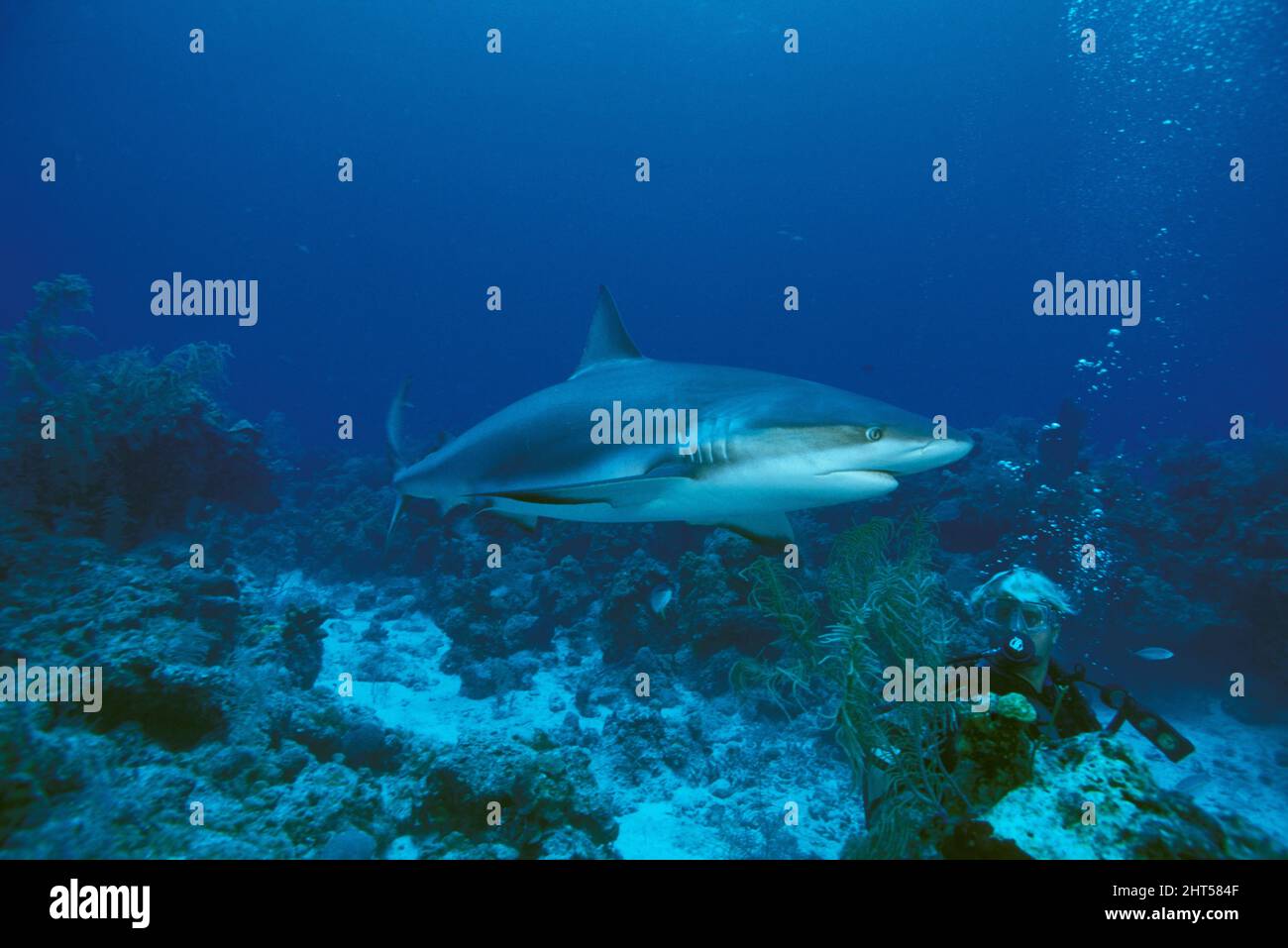 Caribbean reef shark (Carcharhinus perezii), a large and dangerous species. Stock Photo