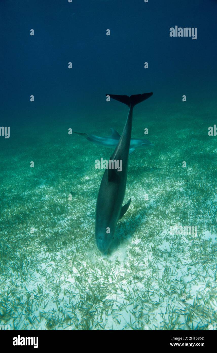 Long beaked bottlenose dolphin hires stock photography and images Alamy