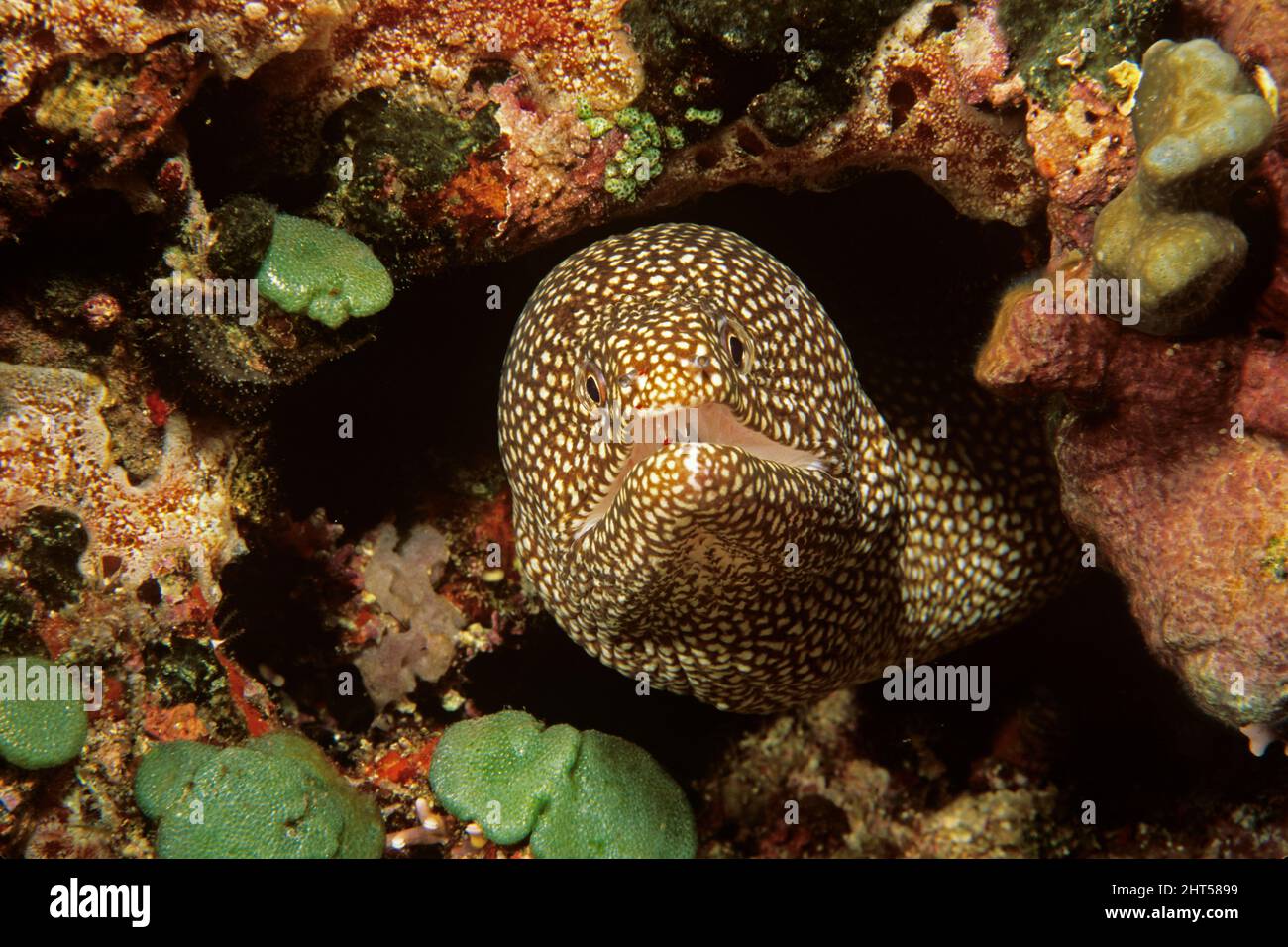 Turkey moray  (Gymnothorax meleagris),  in crevice in reef.  Vanuatu Stock Photo