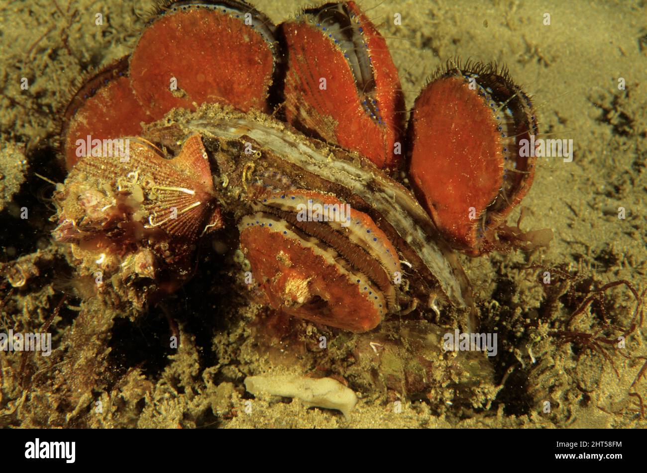 Doughboy scallops  (Mimachlamys asperrima),  covered in orange commensal sponge, attached to a larger King scallop (Pecten meridionalis).  Jervis Bay, Stock Photo