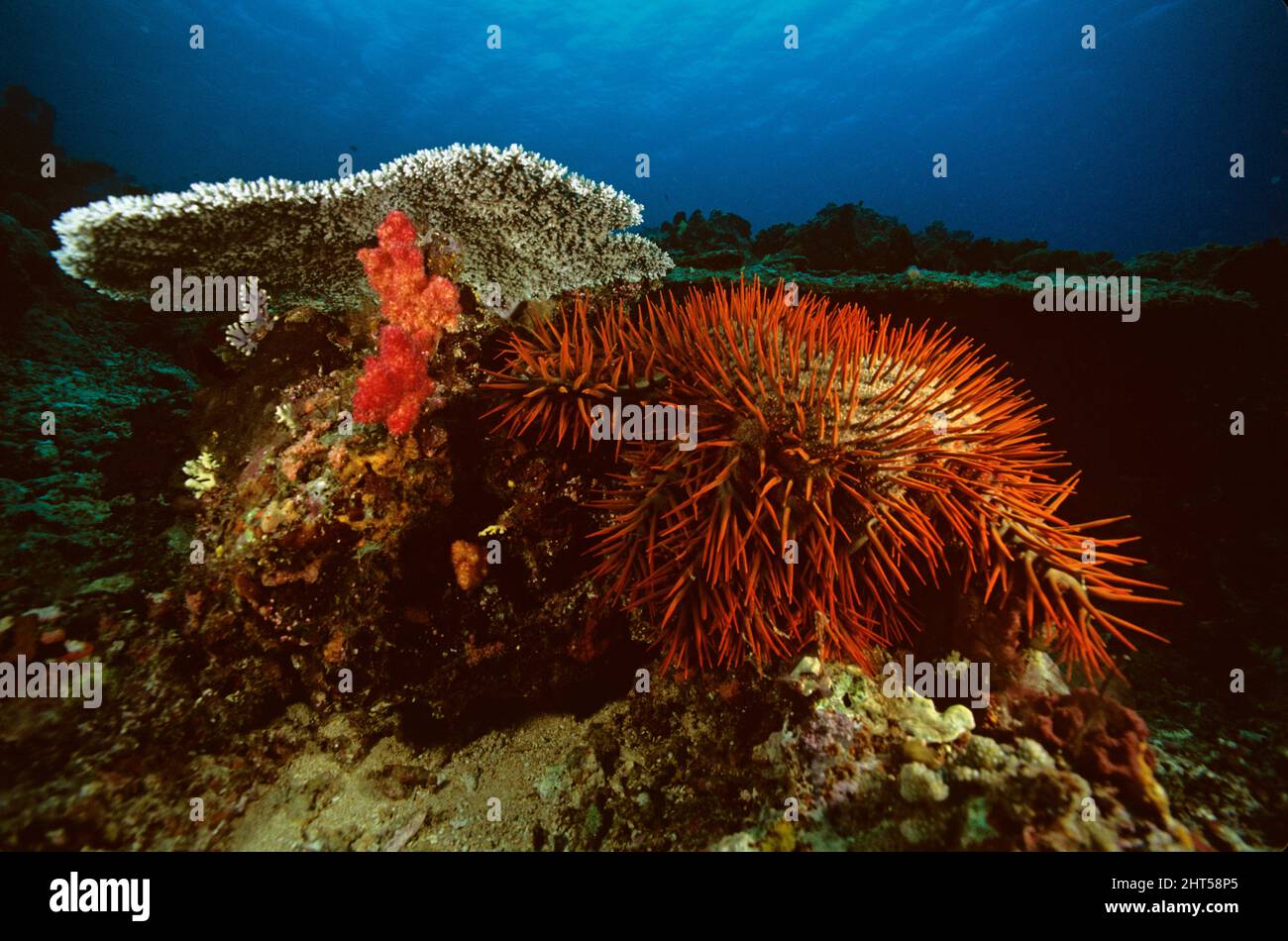 Crown-of-thorns starfish  (Acanthaster planci).  Vanuatu Stock Photo