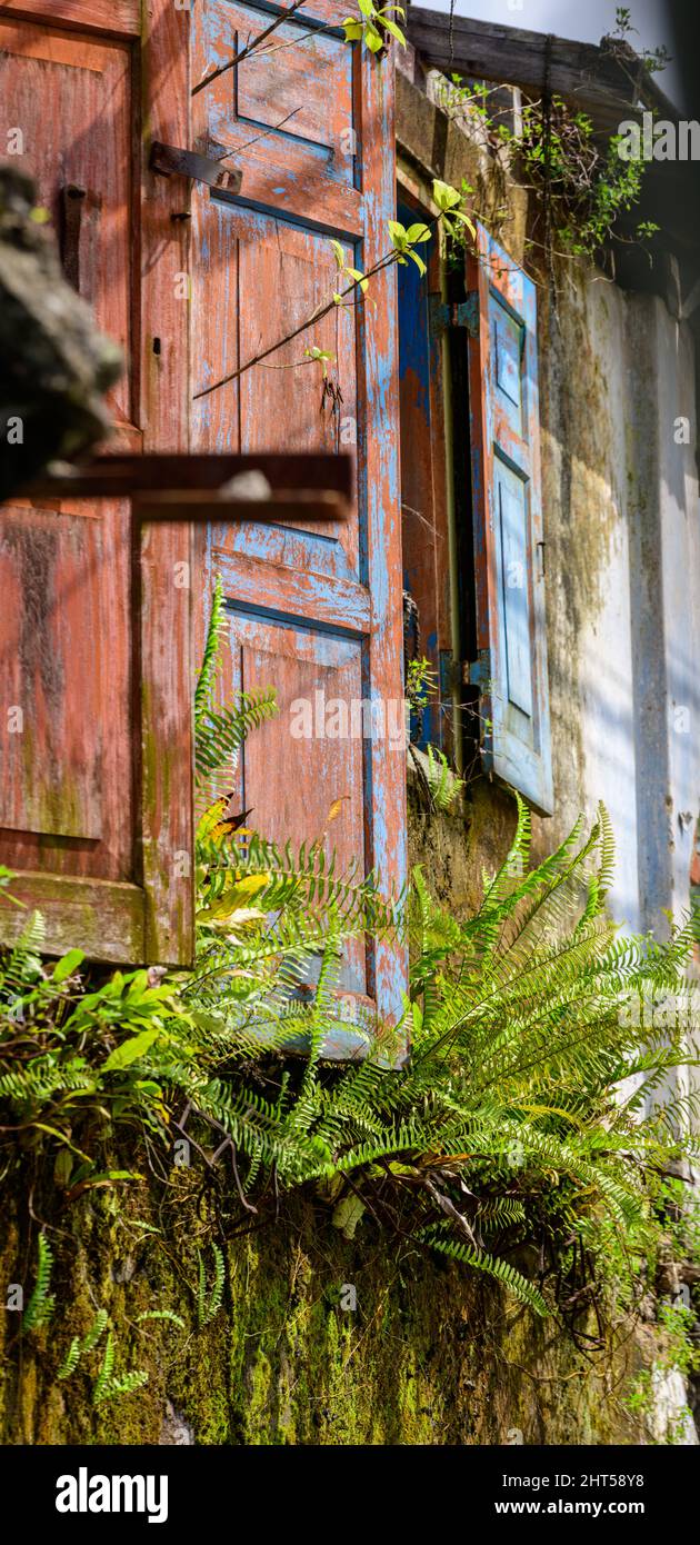 Abandoned old house with wooden windows, overgrown plants and weathered walls. Stock Photo