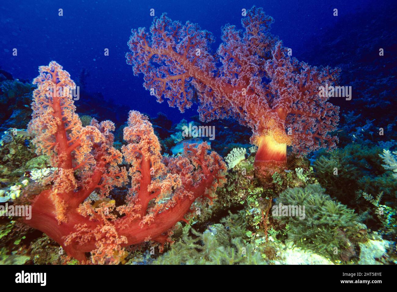 Gorgonian fan coral (Siphonogorgia sp.), can grow to about a metre across. Coral Sea, Australia Stock Photo