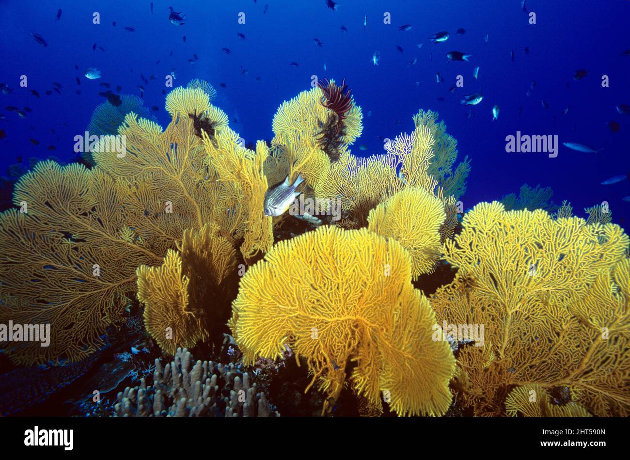 Gorgonian coral: soft, non-reef-building coral that can grow over a metre tall and across. The more flexible, fan-shaped gorgonians are found in shall Stock Photo