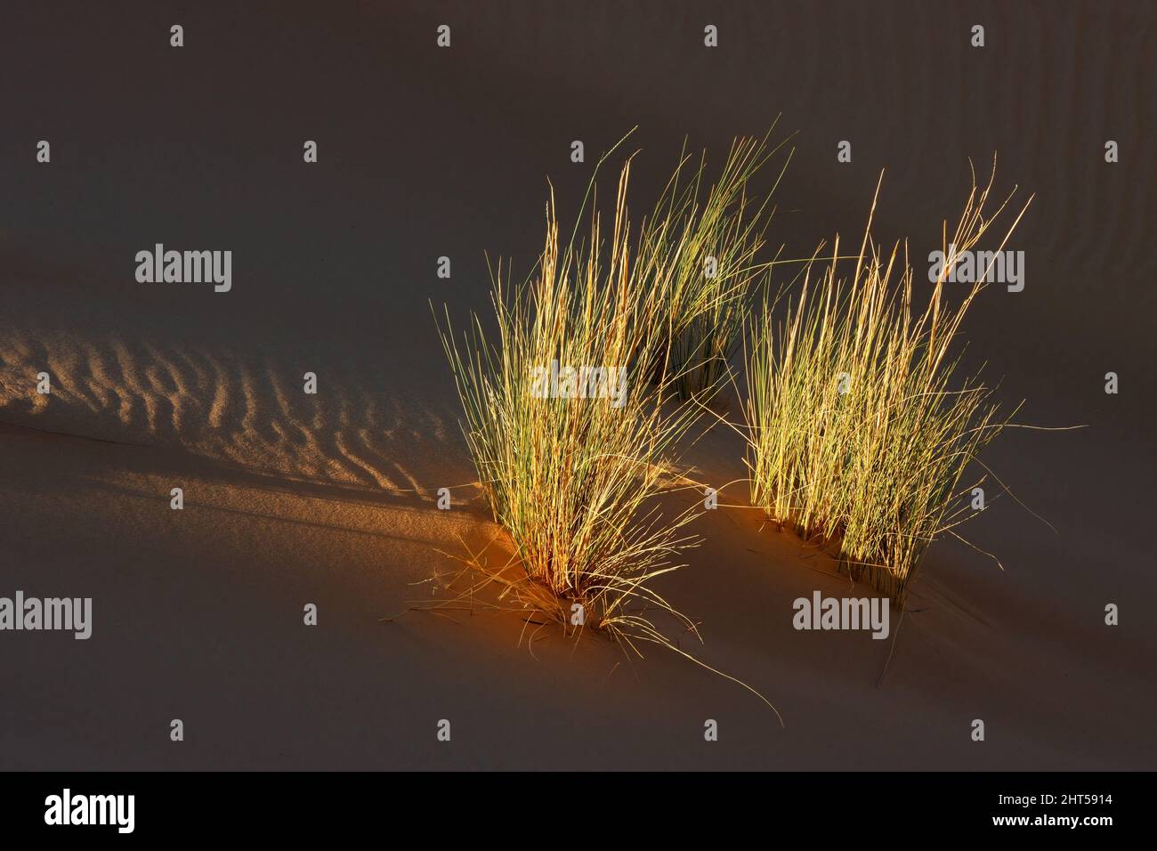 Grasses on a textured desert sand dune in late afternoon light, South Africa Stock Photo