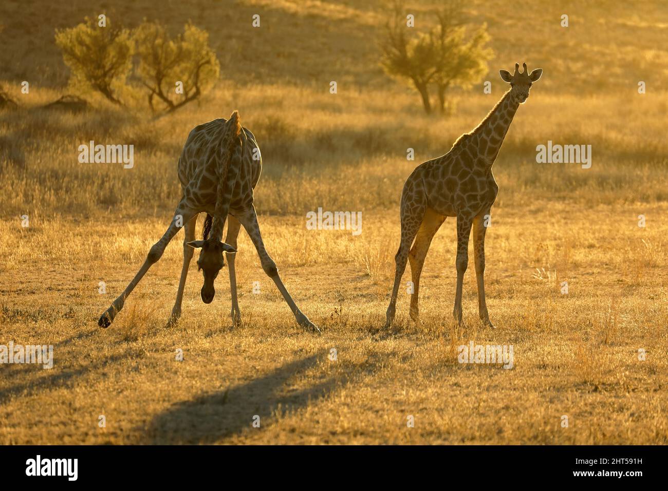 Giraffe (Giraffa camelopardalis) silhouetted at sunrise, Kalahari desert, South Africa Stock Photo