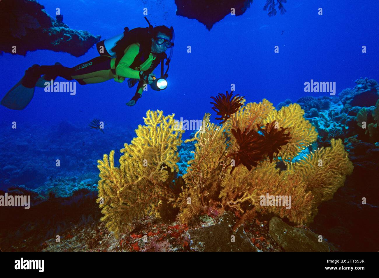 Diver hovering over gorgonian fan.  Coral Sea, Australia Stock Photo