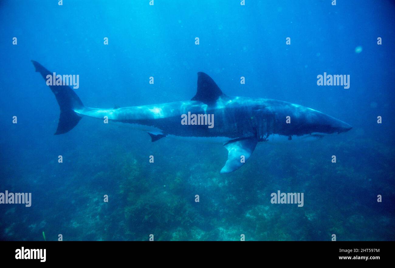 Great white shark (Carcharodon carcharias), male, about 5 m long. Neptune Island, South Australia Stock Photo