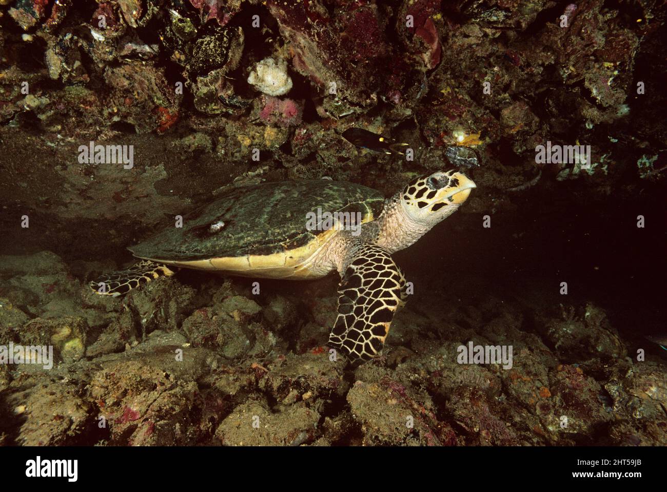 Loggerhead turtle (Caretta caretta),  tucked under a shipwreck. Barnacles, harmless to the animal, frequently attach themselves to turtles.  near Town Stock Photo