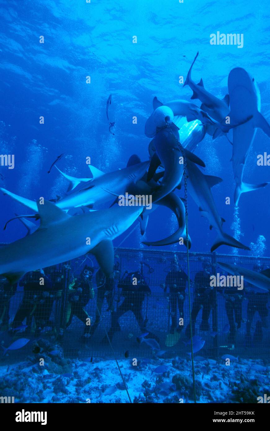 Sharks feeding frenzy hi-res stock photography and images - Alamy