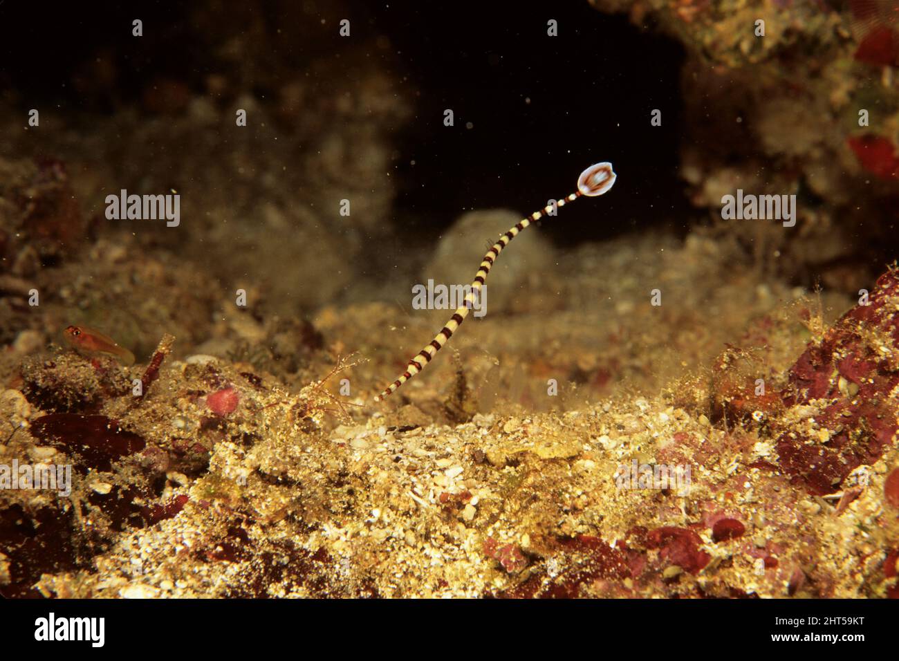 Ringed pipefish  (Doryrhamphus dactyliophorus).  juvenile. About 17 cm long.  Ambon, Indonesia Stock Photo