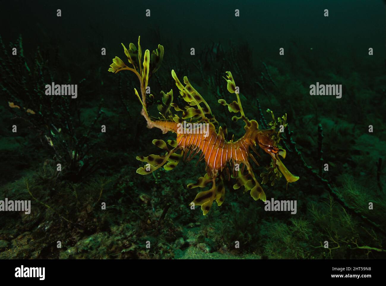 Leafy seadragon (Phycodurus eques) Stock Photo