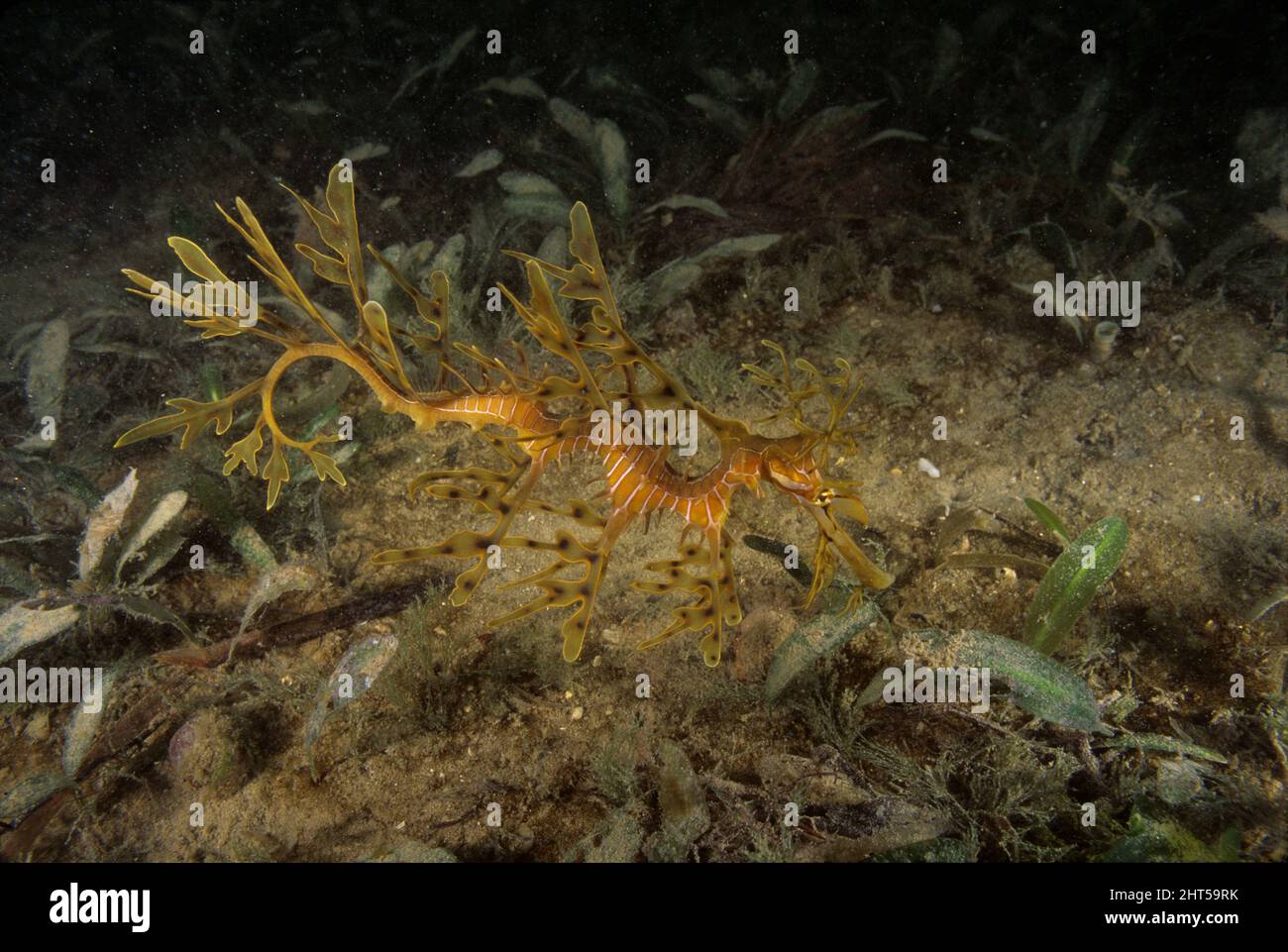 Leafy seadragon (Phycodurus eques), juvenile, not uncommon but rarely seen due to camouflage. Always lives near kelp and seems to prefer muddy water. Stock Photo