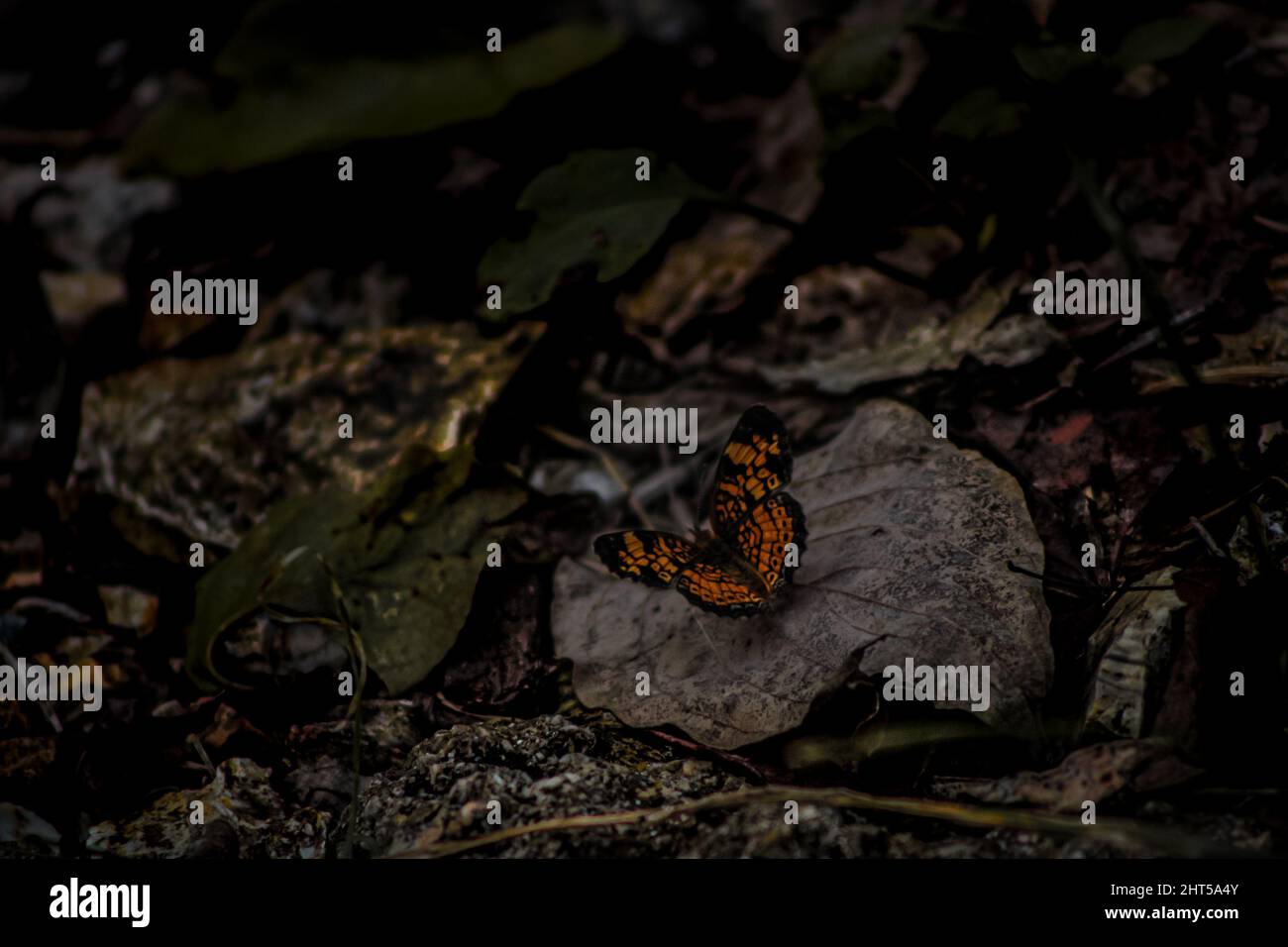 Closeup shot of a butterfly on a rock in the forest Stock Photo