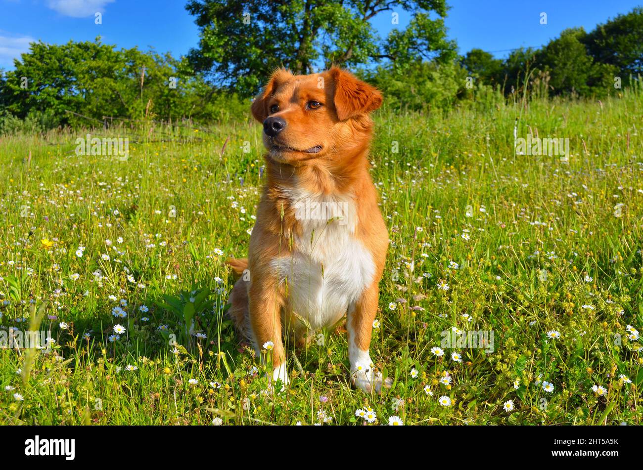 Cute brown dog sitting on green grass field Stock Photo - Alamy
