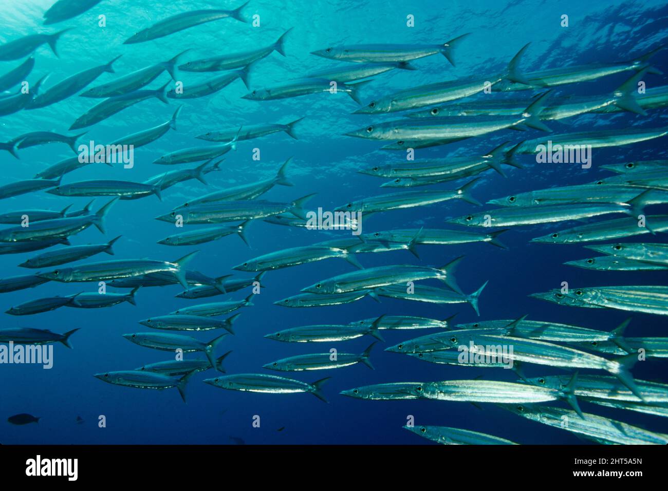 Hellers barracuda (Sphyraena helleri), school, correctly termed a battery. Coral Sea, Queensland, Australia Stock Photo