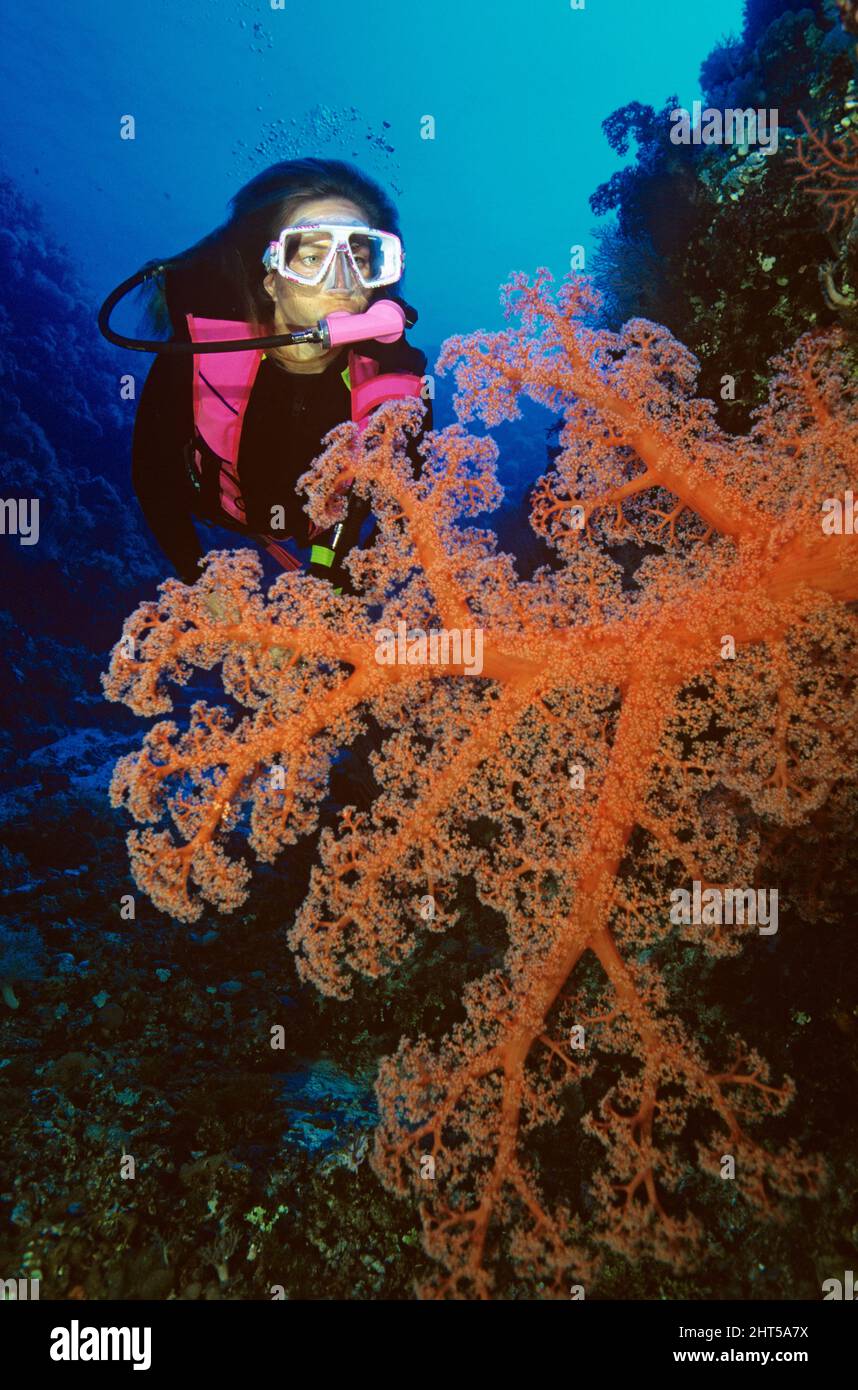 Soft coral (Dendronephthya sp.), approached by diver. The Coral Sea is famous for its large colourful specimens of soft corals only found in deep w Stock Photo