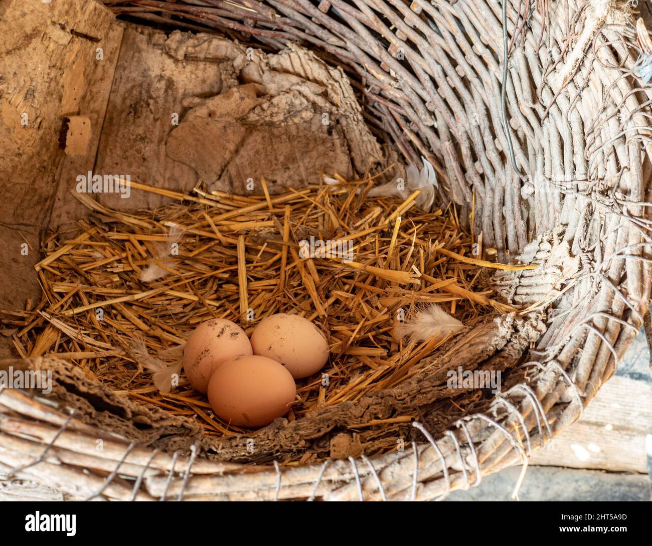 Nest with three chicken eggs Stock Photo - Alamy