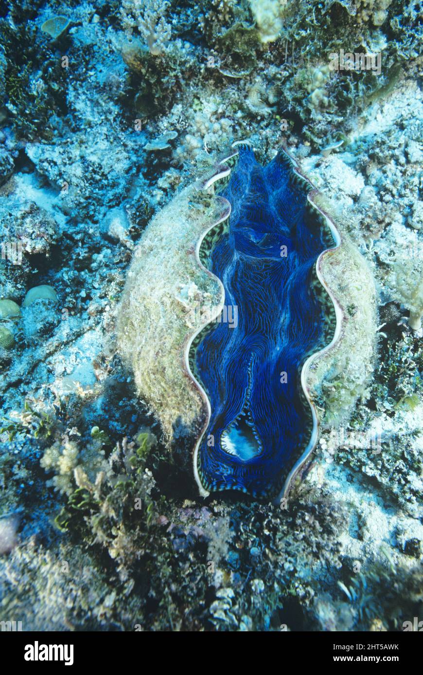 Giant clam (Tridacna maxima) The blue-green of the mantle is from zooxanthellae, microscopic algal cells that produce food for its host  through photo Stock Photo