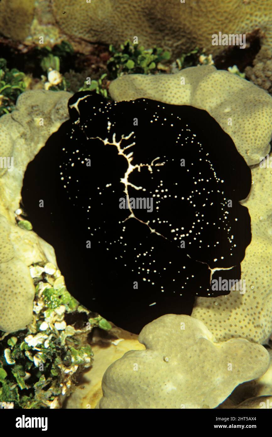 Egg cowrie Ovula ovum with protective black mantle extended, feeding on soft coral Flinders Reef, Coral Sea, Australia Stock Photo
