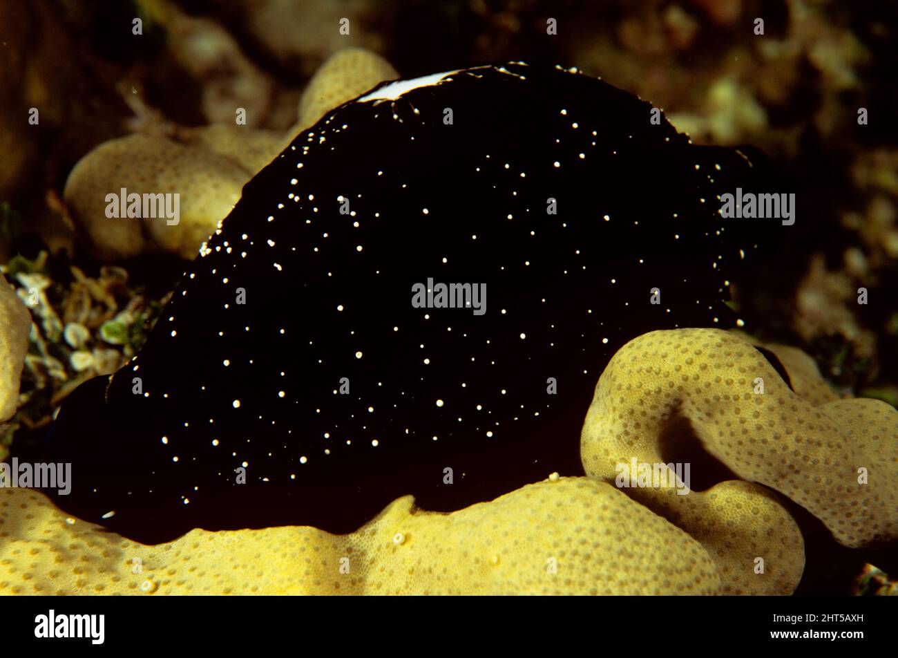 Egg cowrie (Ovula ovum), with protective black mantle extended and covering its entire white shell, feeding on soft coral. It can retract the mantle q Stock Photo