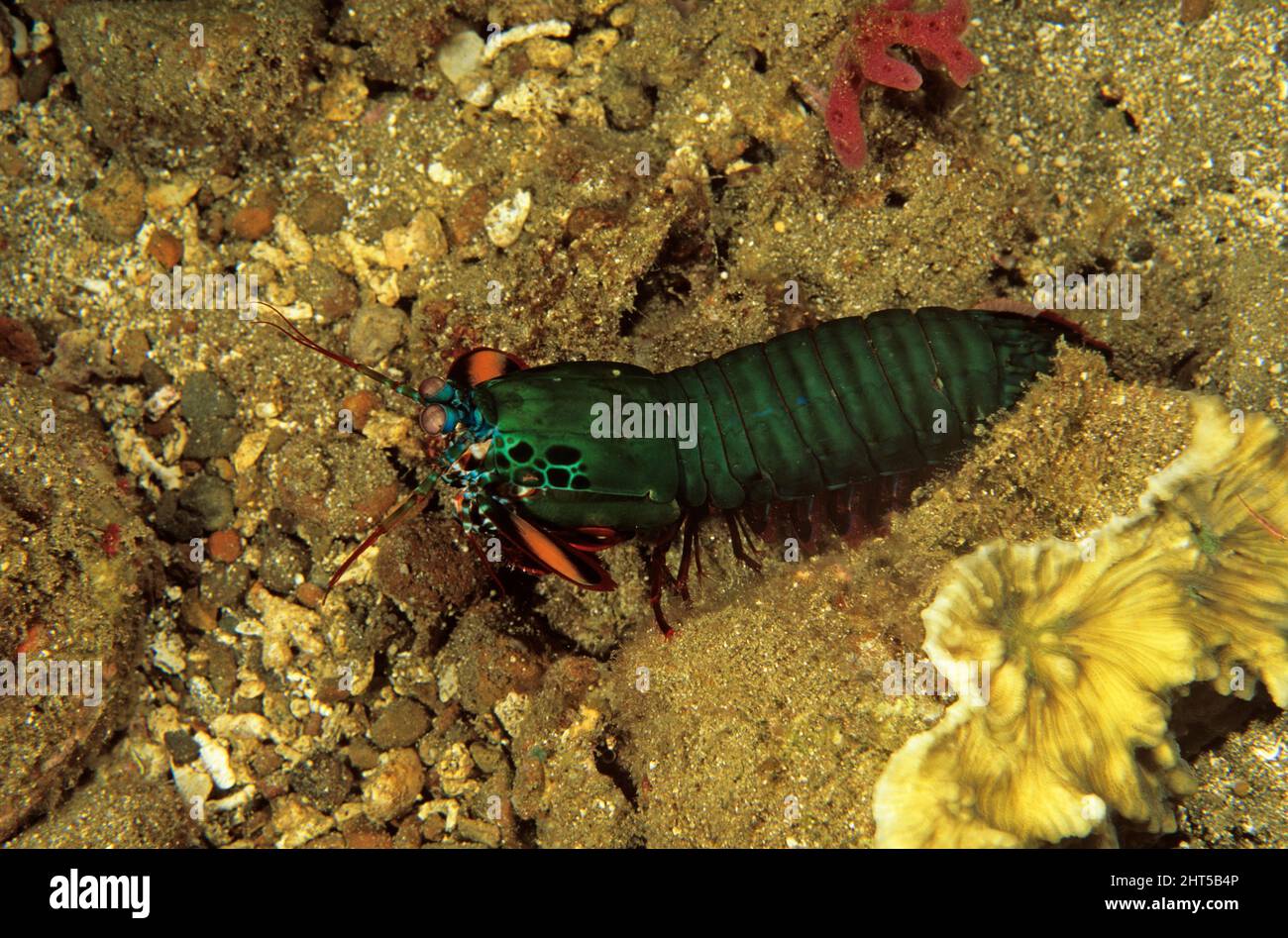 Peacock mantis shrimp  (Odontodactylus scyllarus), can jab its prey at 80 km/h, the fastest of any animal  Ambon, Indonesia Stock Photo