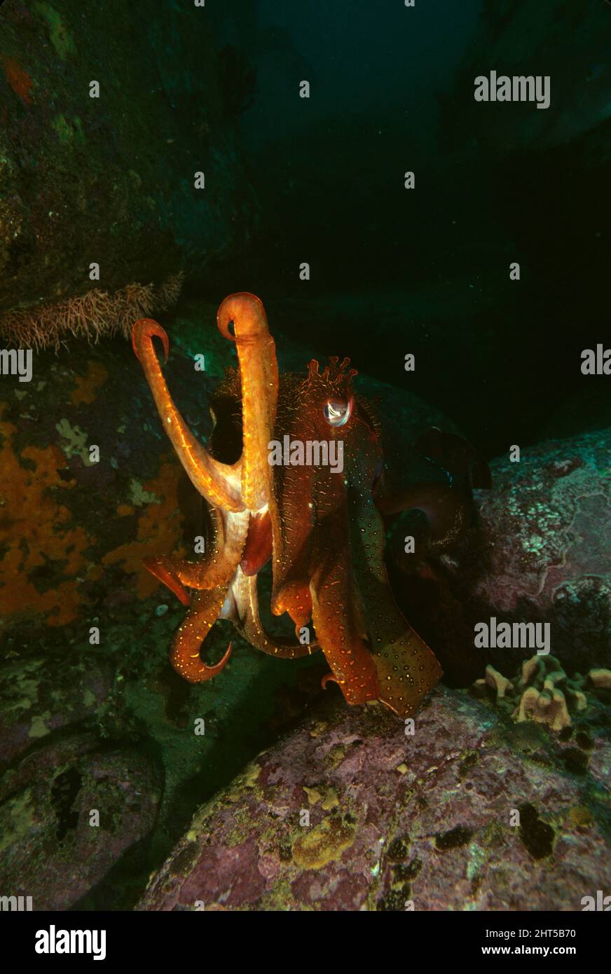 Australian giant cuttlefish  Sepia apama in aggressive stance Stock Photo