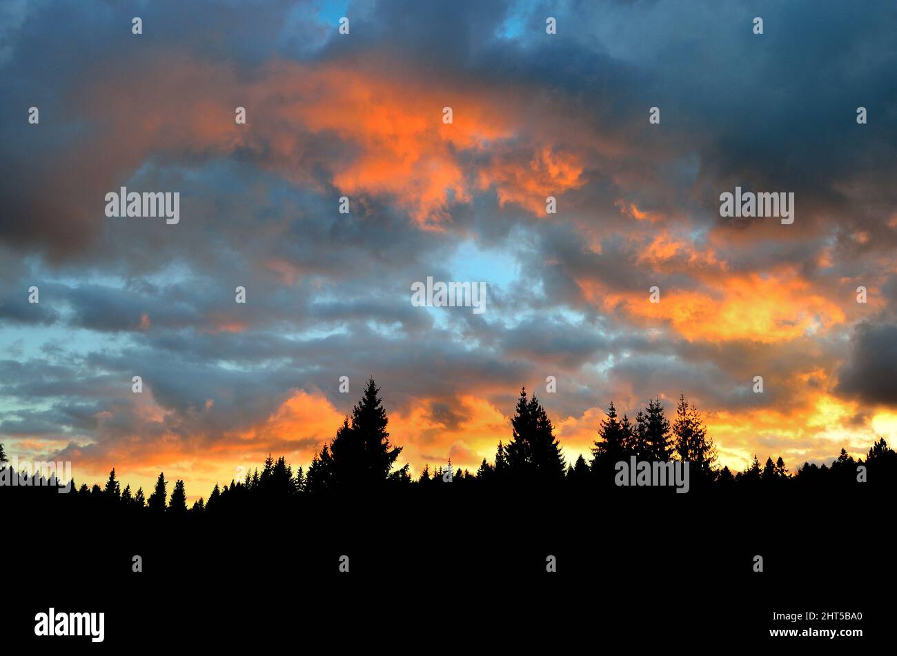 Scenic view of sky at golden sunset and silhouettes of fir trees Stock ...