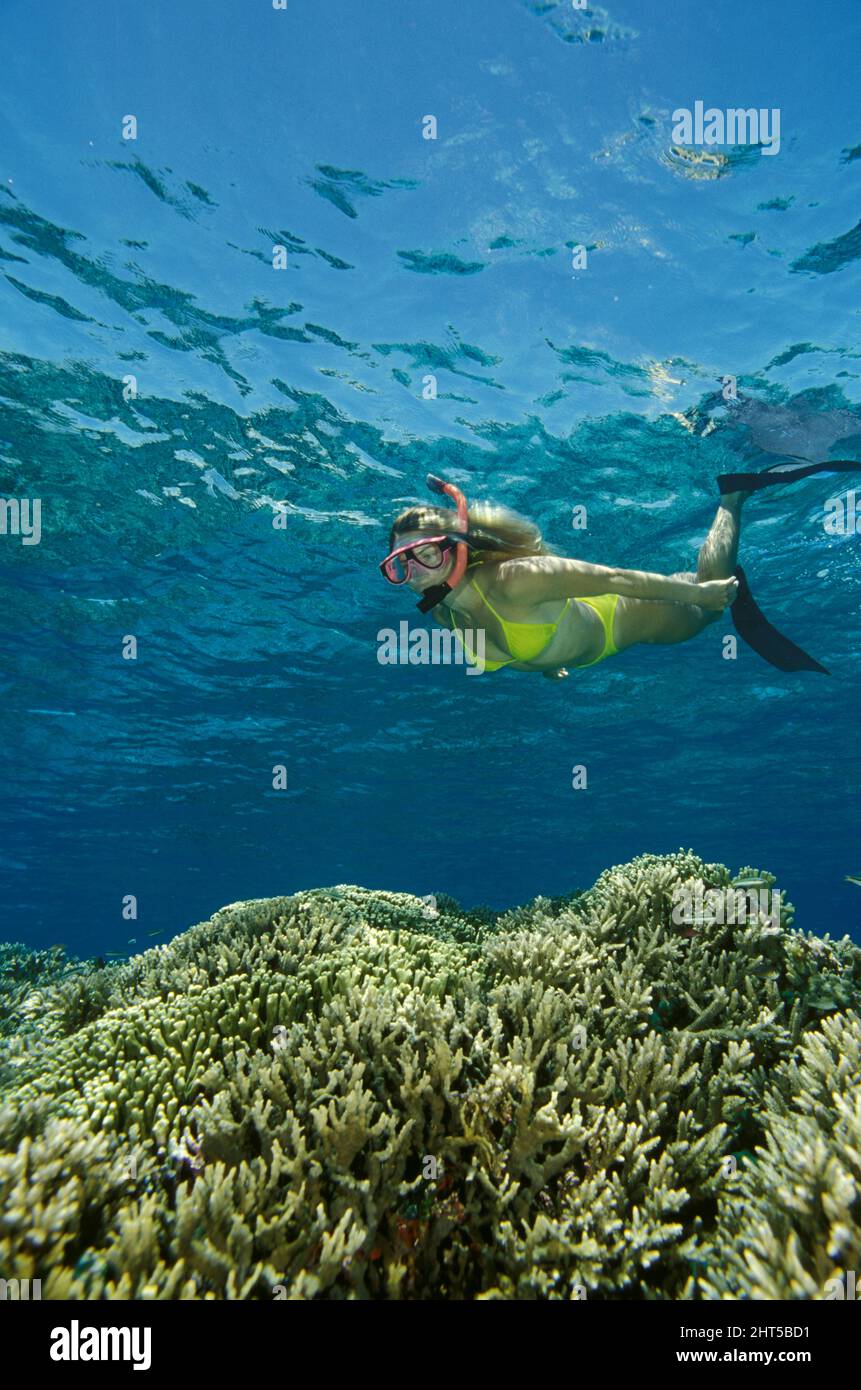 Snorkeller swimming over hard corals. These corals grow quickly and do well in shallow water despite occasional damage from storms. Stock Photo