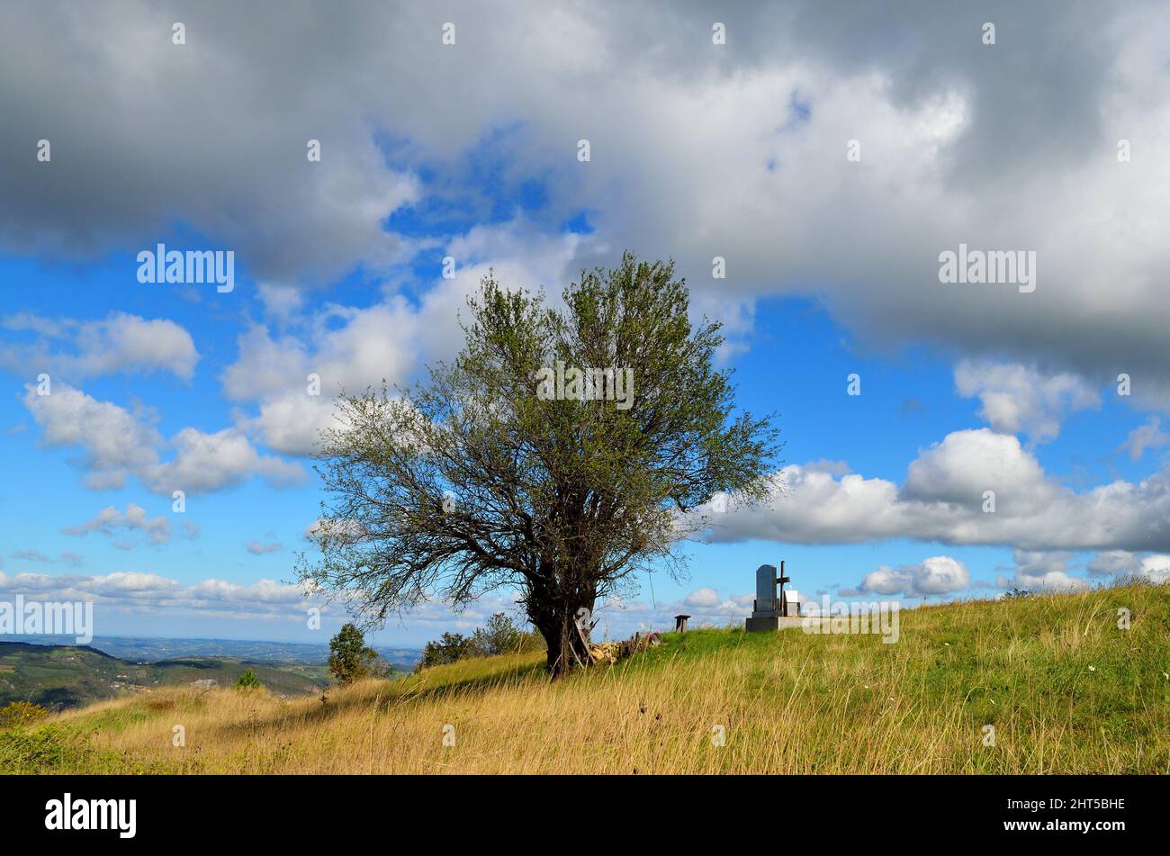 Beautiful view of a tree in a field under the blue sky Stock Photo - Alamy