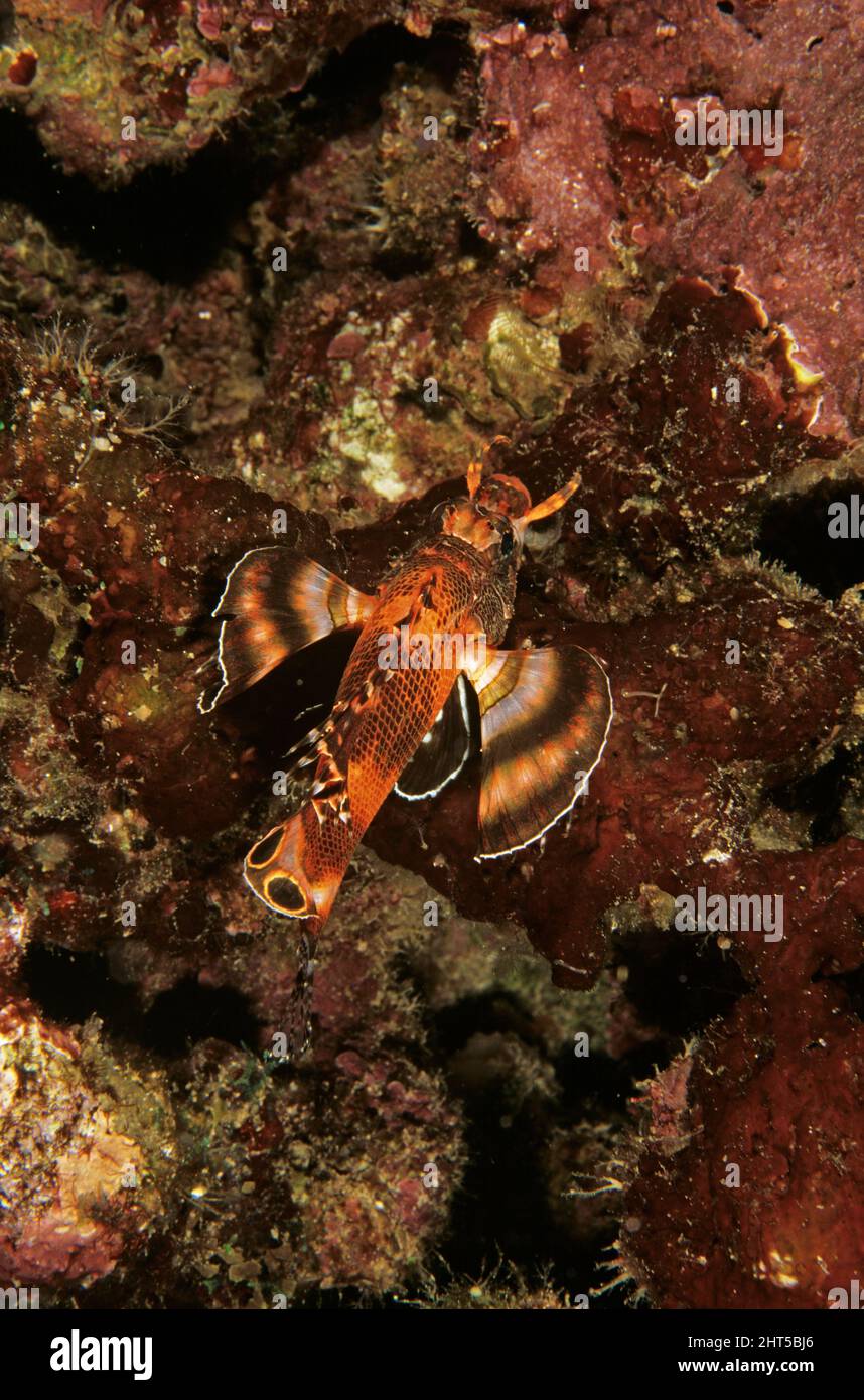 Twospot turkeyfish  (Dendrochirus biocellatus),  tiny, nocturnal and well hidden  Papua New Guinea Stock Photo