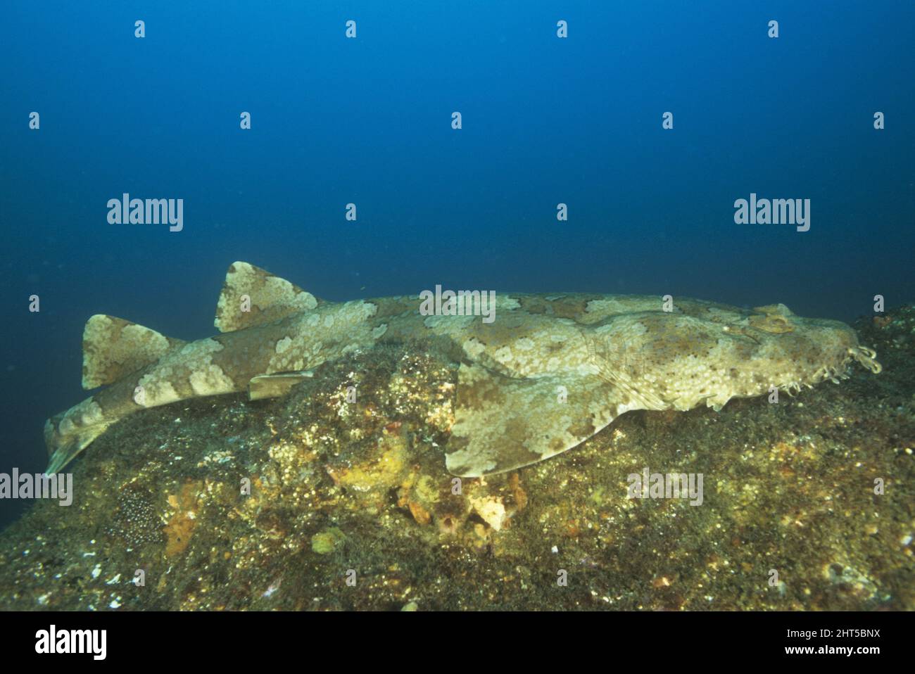 Spotted wobbegong (OrectolobusÊmaculatus) often observed to climb from one rock pool to another half out of water, Seal Rocks, New South Wales, Austra Stock Photo