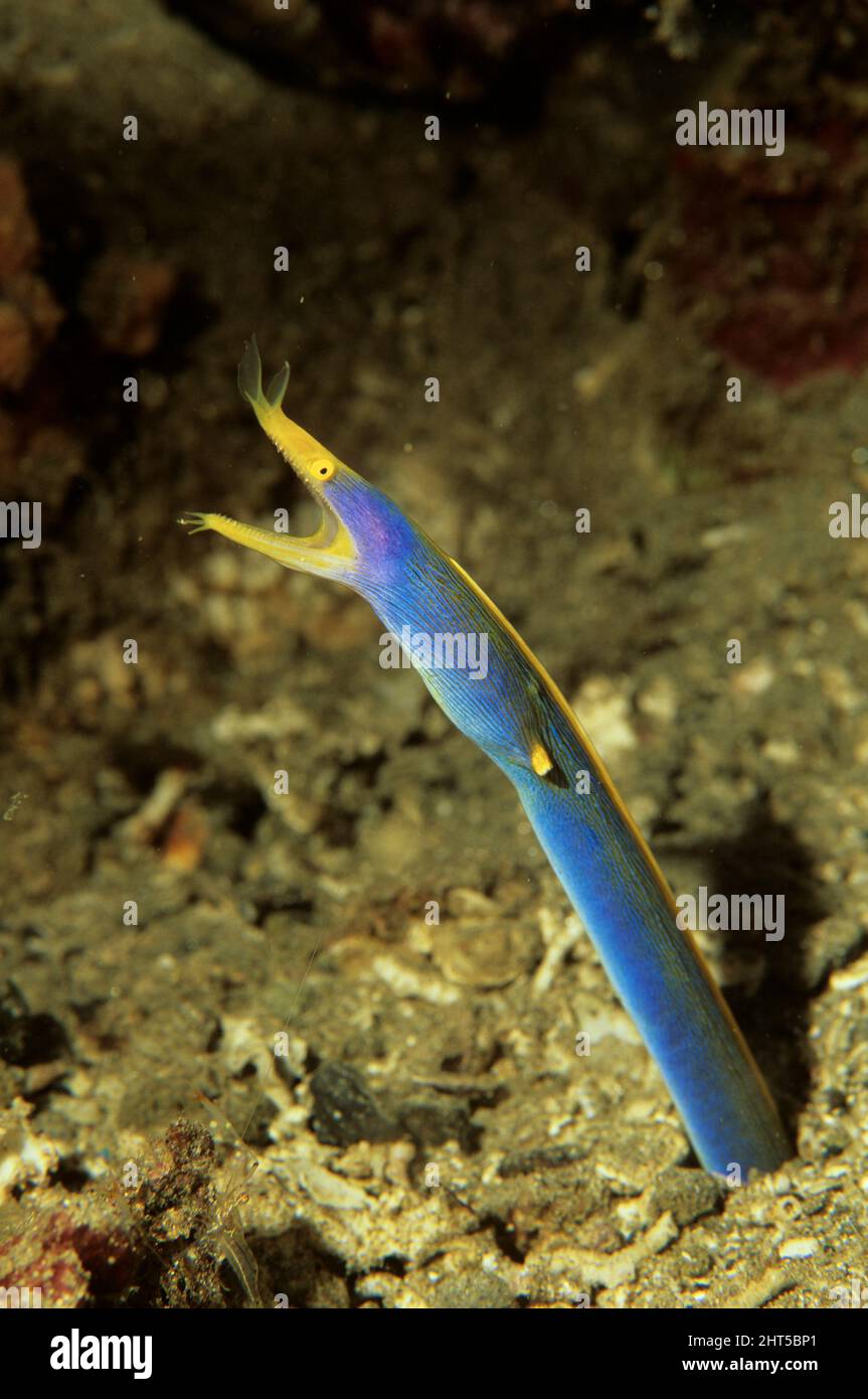 Schultzs pipefish Corythoichthys schultzi  adult, about 12 cm long  Indonesia Stock Photo