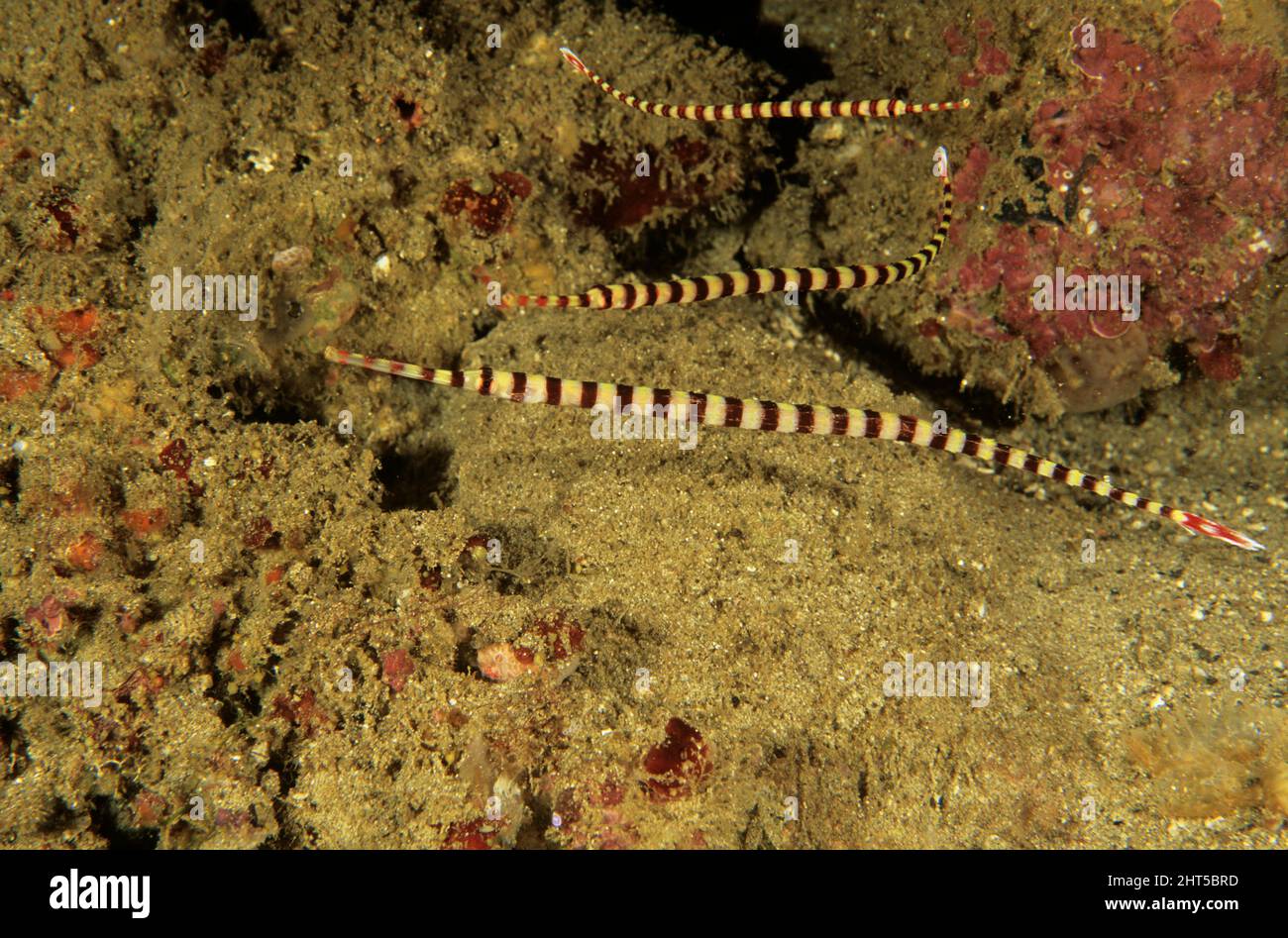 Scribbled pipefishes  (Corythoichthys intestinalis), may grow to 16 cm  Indonesia Stock Photo