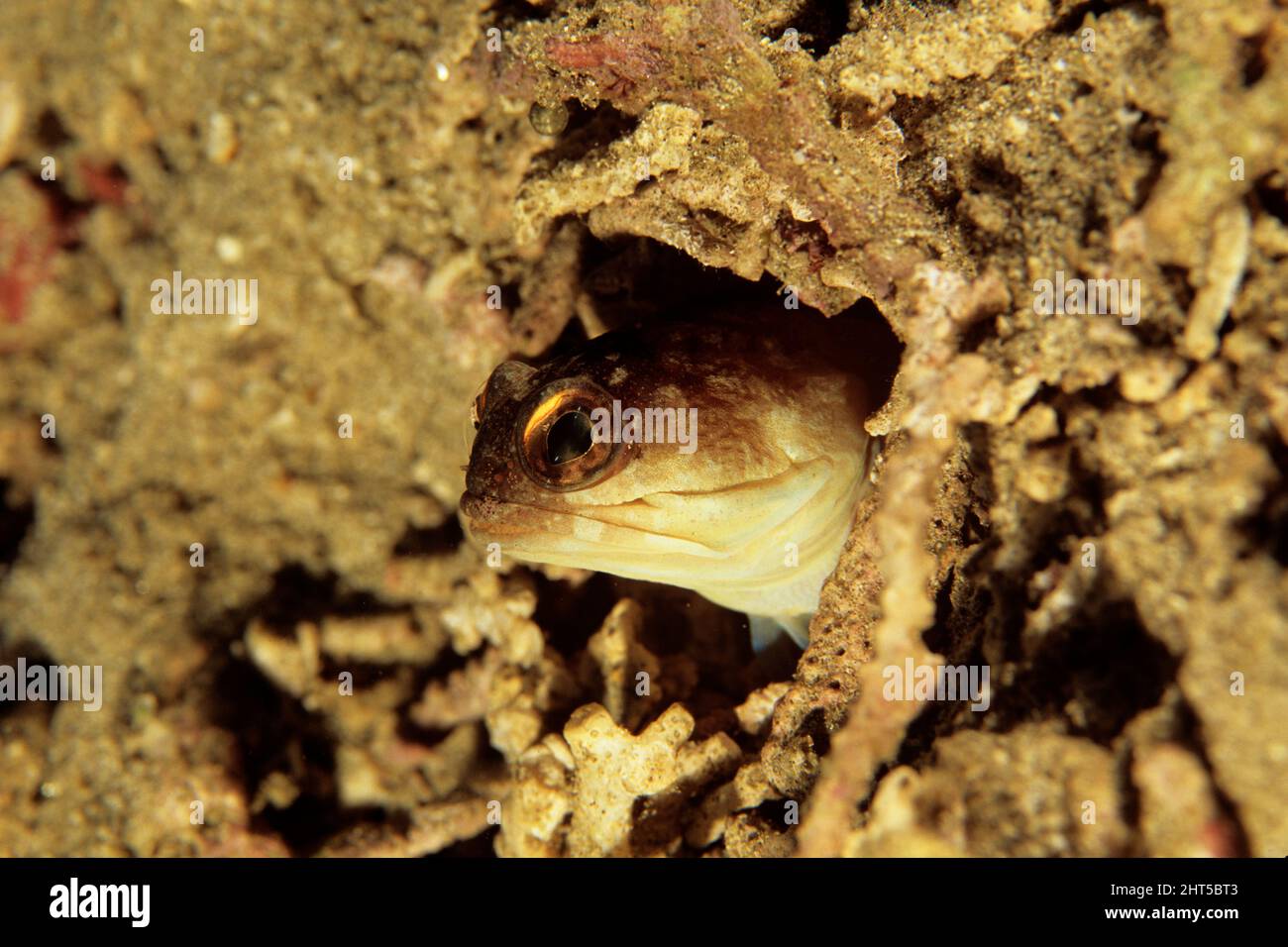 Jawfish  (Opistognathus sp.), in a family that brood their eggs in their mouths  Indonesia Stock Photo