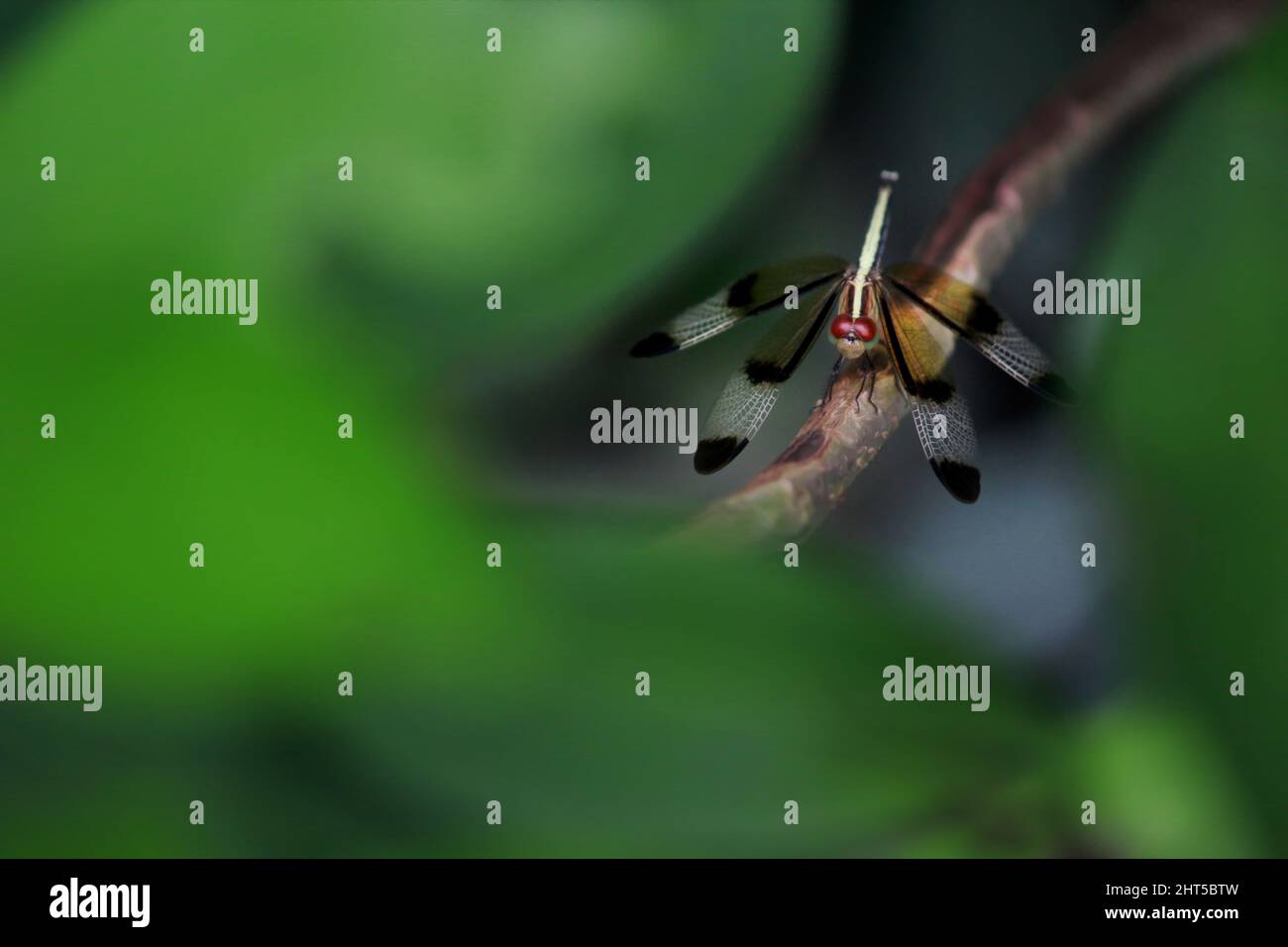 Shallow focus macro shot of a Dragonfly insect with blurred green ...