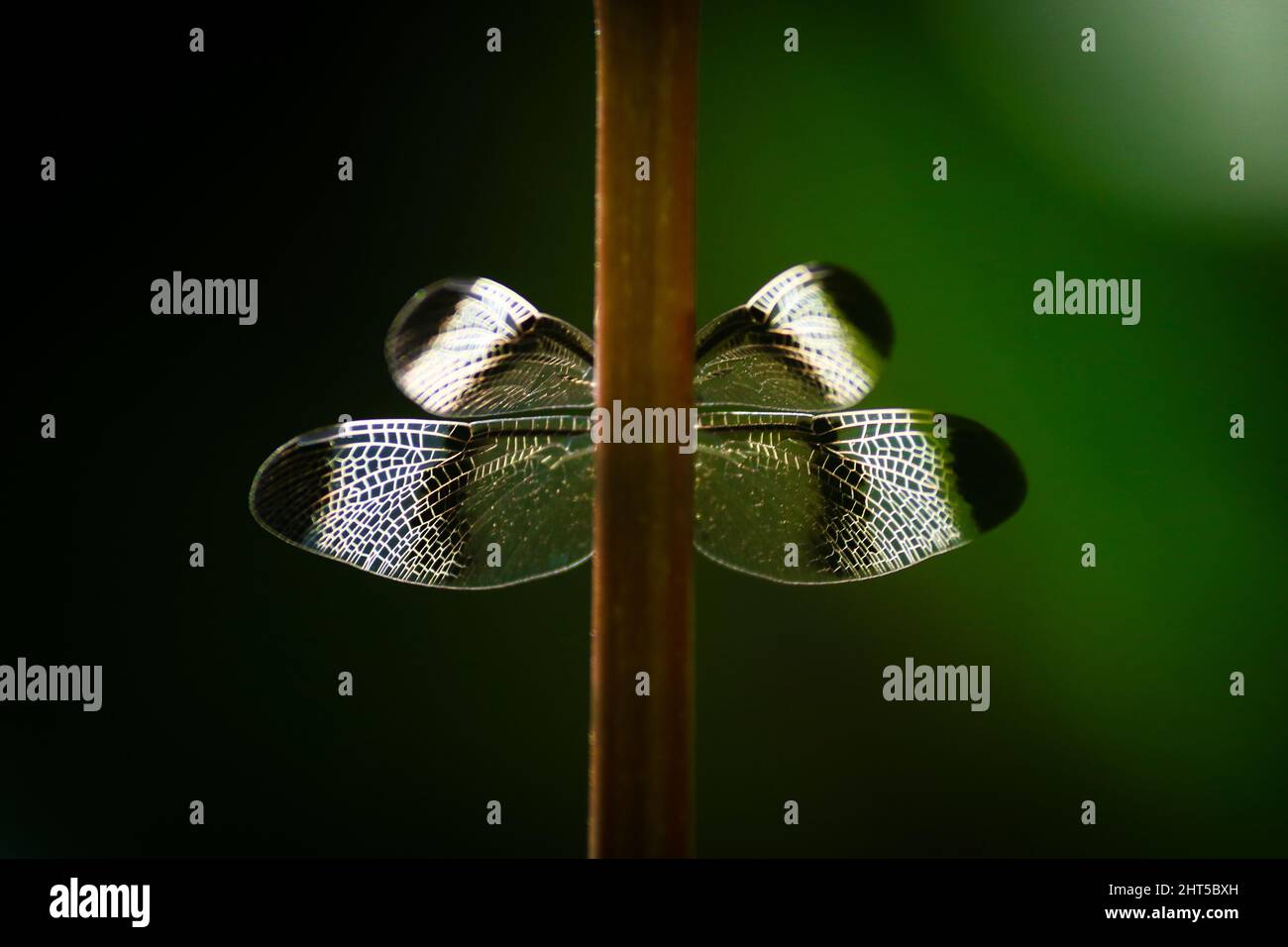 Shallow focus macro shot of a Dragonfly with a green blurred background ...