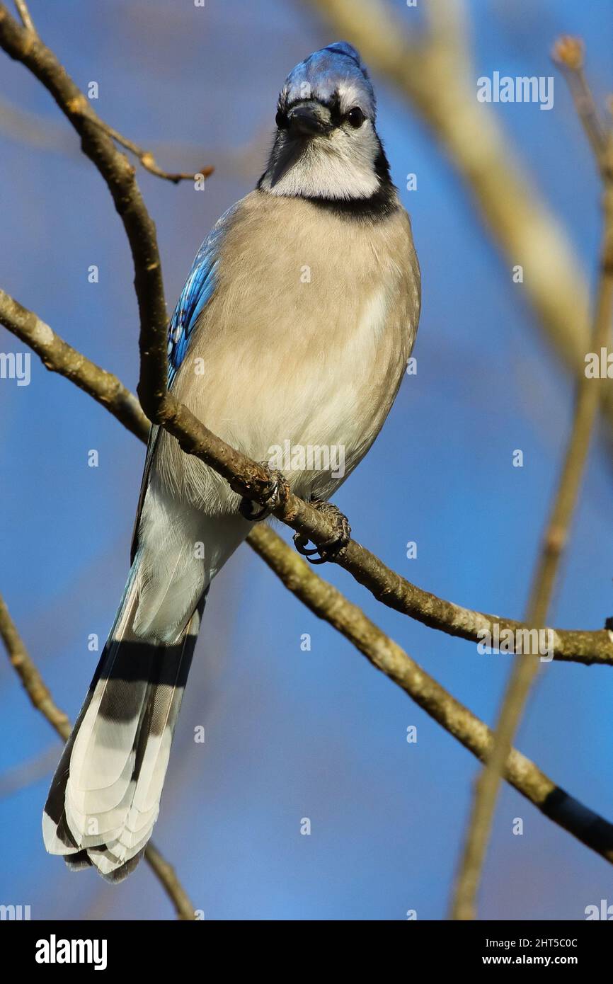 A vertical shot of a blue jay perched on a tree branch Stock Photo