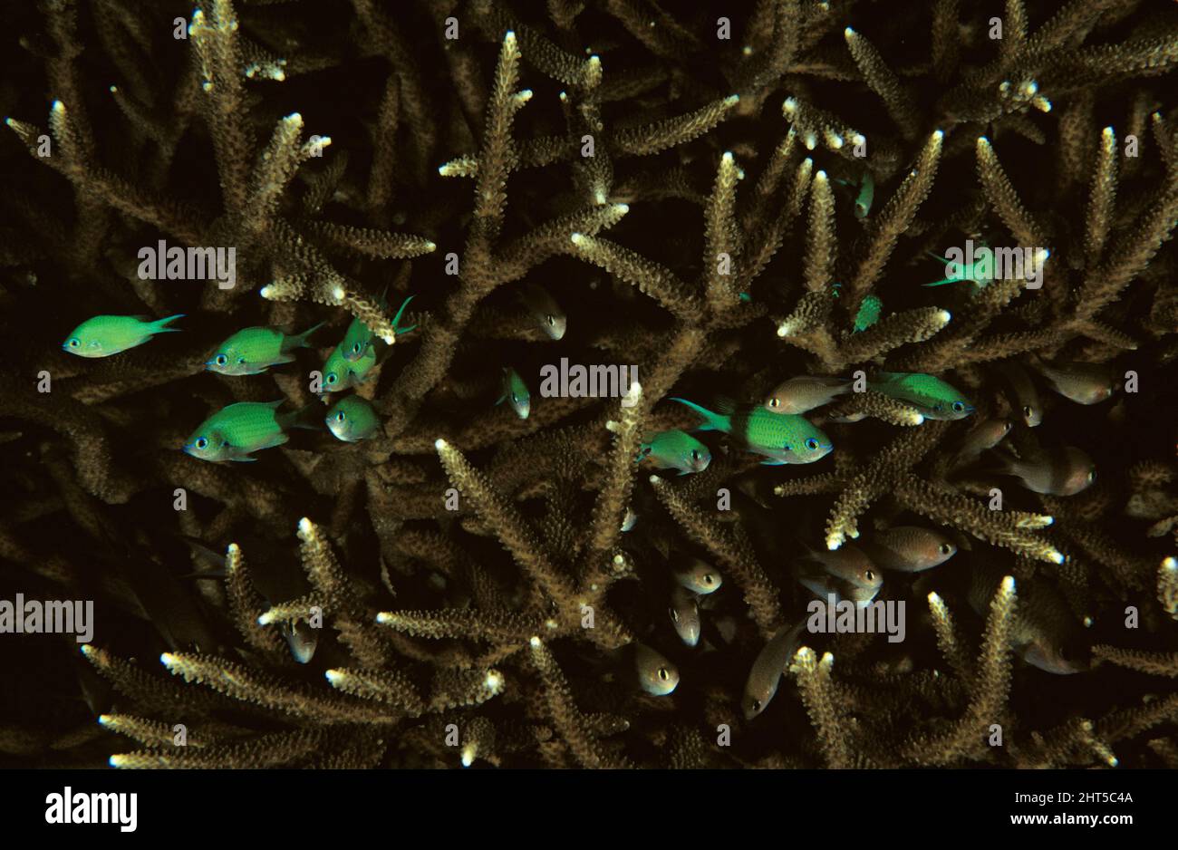 Damselfishes (Fam: Pomacentridae), several species, often called Pullers, in staghorn coral Stock Photo