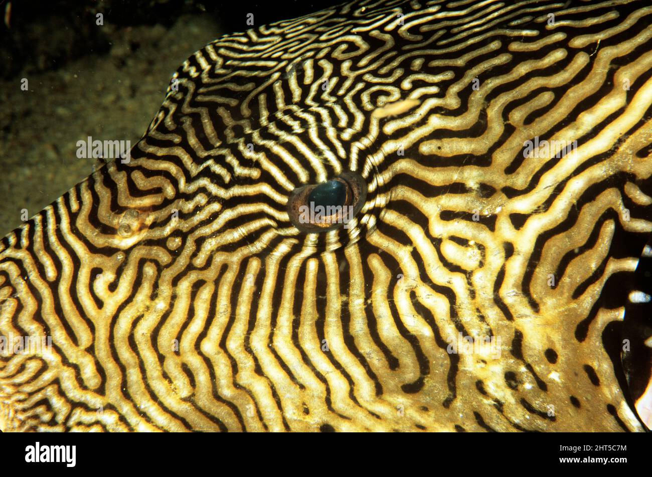 Map pufferfish  (Arothron mappa),  eye, photographed at night while the fish wa sleeping.  Indonesia Stock Photo
