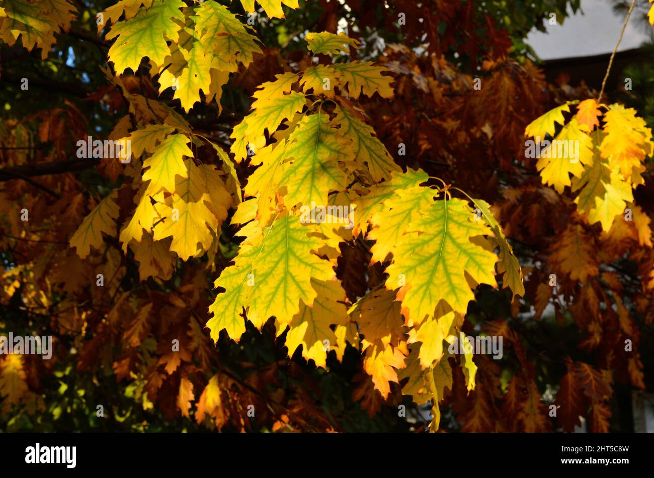 Closeup of autumn leaves on tree branches in a forest Stock Photo - Alamy