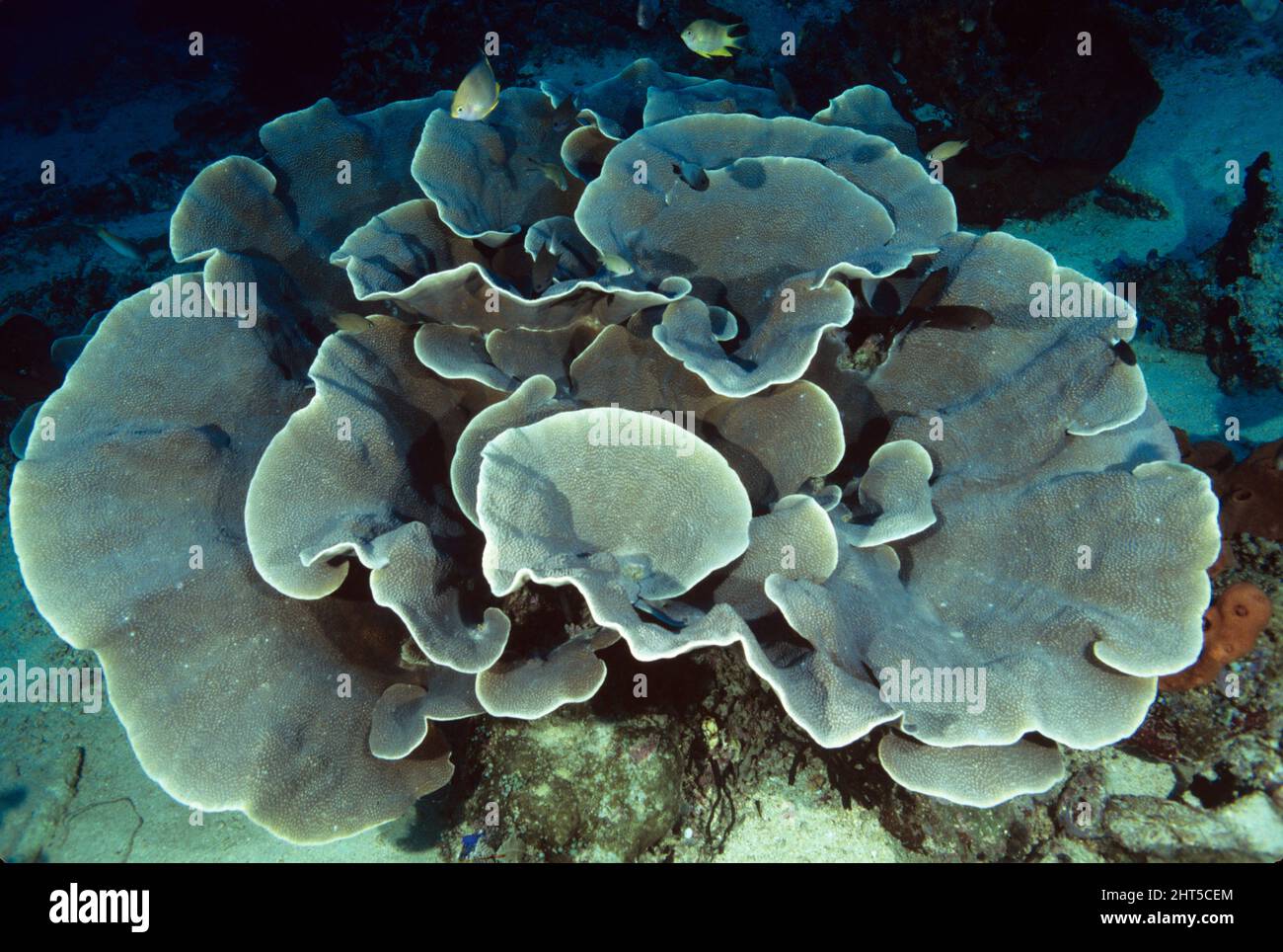 Cabbage coral (possibly Turbinaria sp.), large colony. Stock Photo